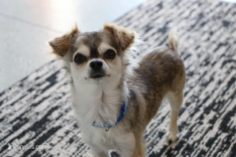 Baby Yoda – Chihuahua puppy for sale in Wakarusa, IN