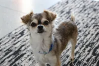 Baby Yoda, a female Chihuahua for sale in Wakarusa, IN – 1 of 5