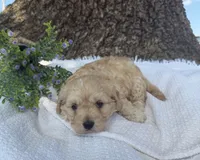 Woody , a male Cavapoo for sale in Seymour, MO – 3 of 4