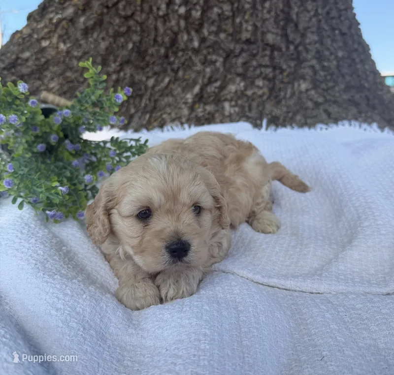 Woody  – Cavapoo puppy for sale in Seymour, MO