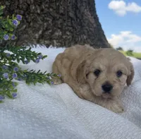 Jessie , a female Cavapoo for sale in Seymour, MO – 1 of 6