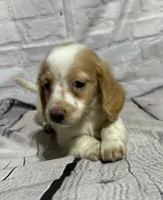 Danny, a male Miniature Dachshund for sale in Seymour, MO – 2 of 2