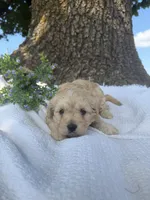 Woody , a male Cavapoo for sale in Seymour, MO – 4 of 4