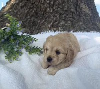Jessie , a female Cavapoo for sale in Seymour, MO – 6 of 6
