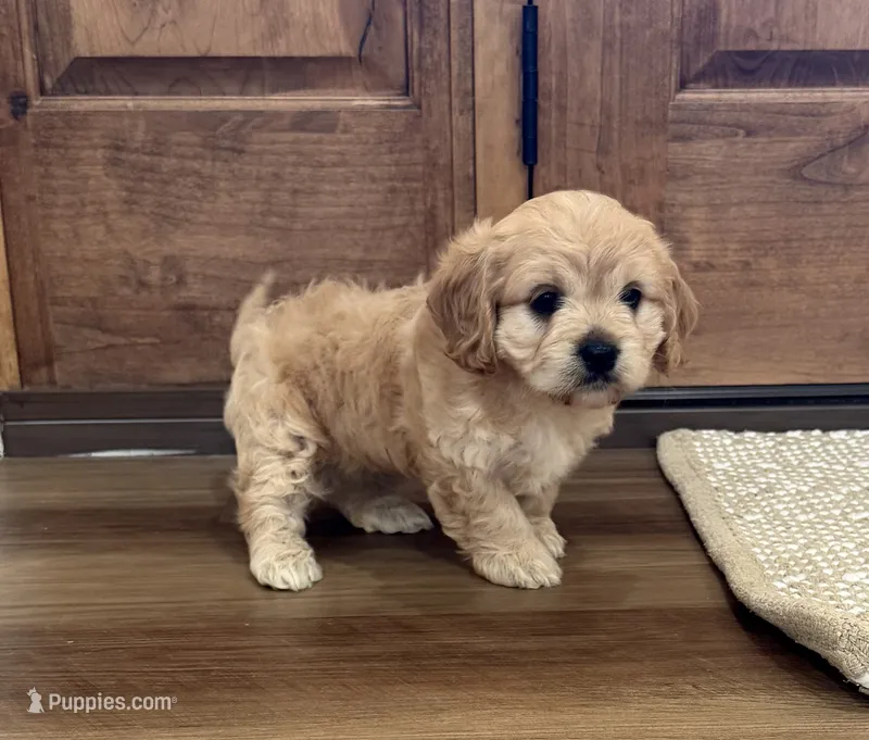Jessie  – Cavapoo puppy for sale in Seymour, MO