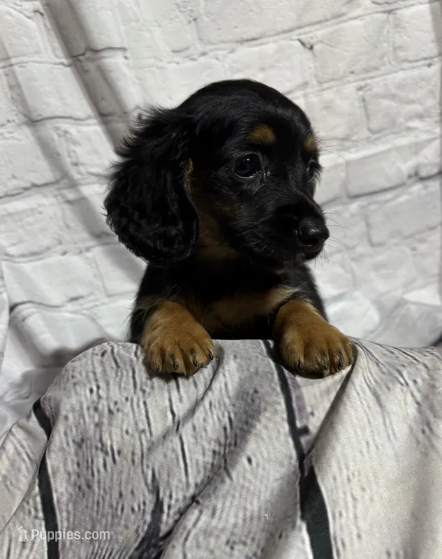 Dolly – Miniature Dachshund puppy for sale in Seymour, MO