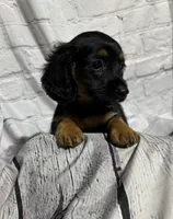 Dolly, a female Miniature Dachshund for sale in Seymour, MO – 1 of 1