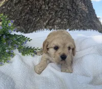 Jessie , a female Cavapoo for sale in Seymour, MO – 4 of 6