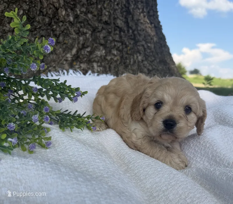 Jessie  – Cavapoo puppy for sale in Seymour, MO