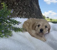 Jessie , a female Cavapoo for sale in Seymour, MO – 2 of 6