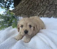 Jessie , a female Cavapoo for sale in Seymour, MO – 3 of 6
