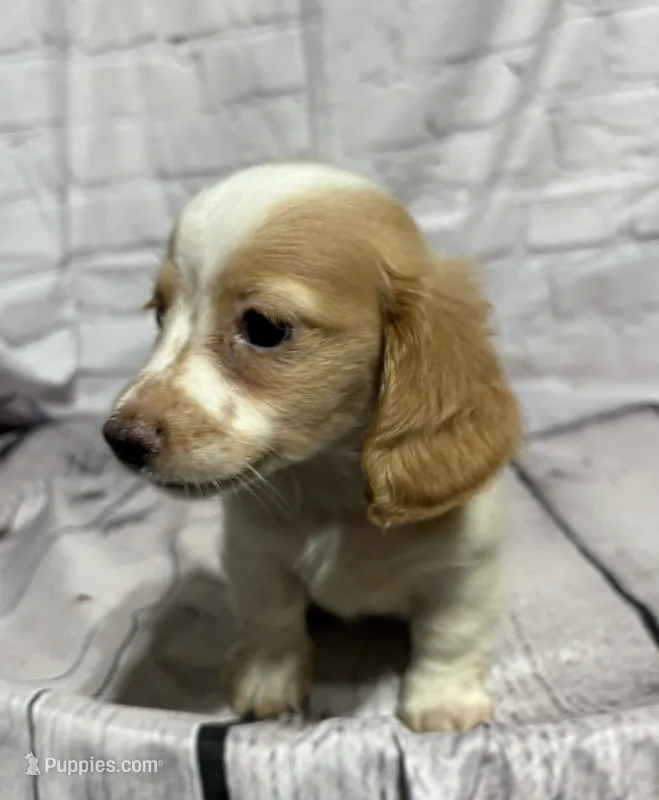 Danny, a male Miniature Dachshund for sale in Seymour, MO – 1 of 2