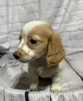 Danny, a male Miniature Dachshund for sale in Seymour, MO – 1 of 2