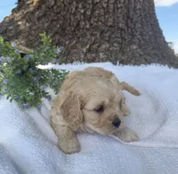 Woody , a male Cavapoo for sale in Seymour, MO – 2 of 4