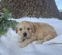 Jessie , a female Cavapoo for sale in Seymour, MO – 5 of 6