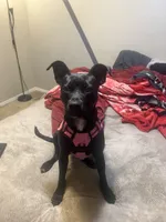 Princess , a female Labrador Retriever for sale in Peachtree Corners, GA – 4 of 4