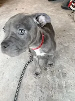 Buttercup, a female French Bulldog and American Pit Bull Terrier for sale in Kissimmee, FL – 5 of 6