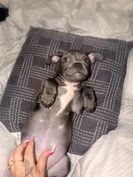 Buttercup, a female French Bulldog and American Pit Bull Terrier for sale in Kissimmee, FL – 1 of 6
