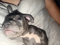 Buttercup, a female French Bulldog and American Pit Bull Terrier for sale in Kissimmee, FL – 4 of 6