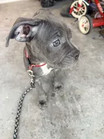 Buttercup, a female French Bulldog and American Pit Bull Terrier for sale in Kissimmee, FL – 6 of 6