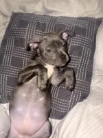 Buttercup, a female French Bulldog and American Pit Bull Terrier for sale in Kissimmee, FL – 2 of 6