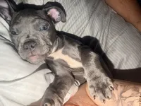 Buttercup, a female French Bulldog and American Pit Bull Terrier for sale in Kissimmee, FL – 3 of 6