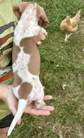 Boy CKC, a male Miniature Dachshund for sale in Harrison, AR – 4 of 5