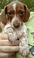 Boy (CKC), a male Miniature Dachshund for sale in Harrison, AR – 4 of 6