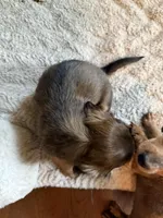 AKC Longhair Boy, a male Miniature Dachshund for sale in Harrison, AR – Photo 4 of 6