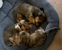 AKC Longhair Boy, a male Miniature Dachshund for sale in Harrison, AR – Photo 3 of 6