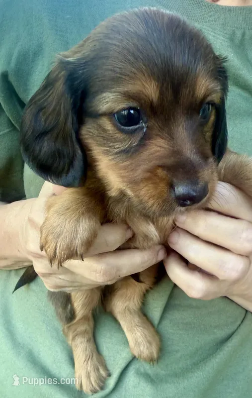 AKC Longhair Boy, a male Miniature Dachshund for sale in Harrison, AR – Photo 1 of 6