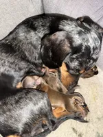 AKC Longhair Boy, a male Miniature Dachshund for sale in Harrison, AR – Photo 5 of 6