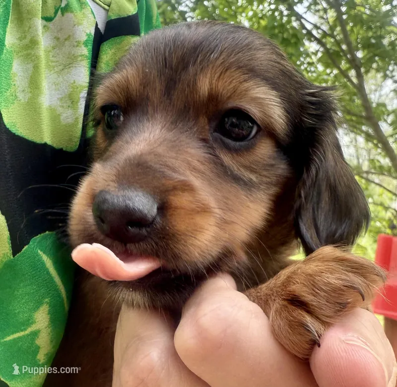 AKC Longhair Boy – Miniature Dachshund puppy for sale in Harrison, AR