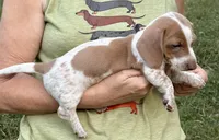 Boy CKC, a male Miniature Dachshund for sale in Harrison, AR – 2 of 5