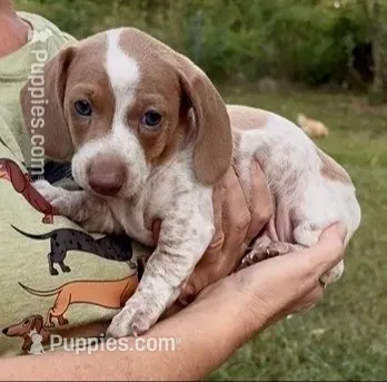 Boy 2 CKC – Miniature Dachshund puppy for sale in Harrison, AR