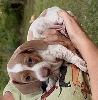 Boy CKC, a male Miniature Dachshund for sale in Harrison, AR – 3 of 5