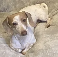 AKC Dapple, a male Miniature Dachshund for sale in Harrison, AR – Photo 7 of 8