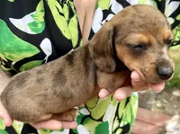 AKC Dapple, a male Miniature Dachshund for sale in Harrison, AR – Photo 1 of 8