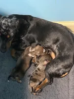 AKC Dapple, a male Miniature Dachshund for sale in Harrison, AR – Photo 8 of 8