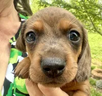 AKC Dapple, a male Miniature Dachshund for sale in Harrison, AR – Photo 3 of 8