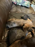 AKC Dapple, a male Miniature Dachshund for sale in Harrison, AR – Photo 5 of 8