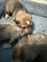 AKC Dapple, a male Miniature Dachshund for sale in Harrison, AR – Photo 6 of 8