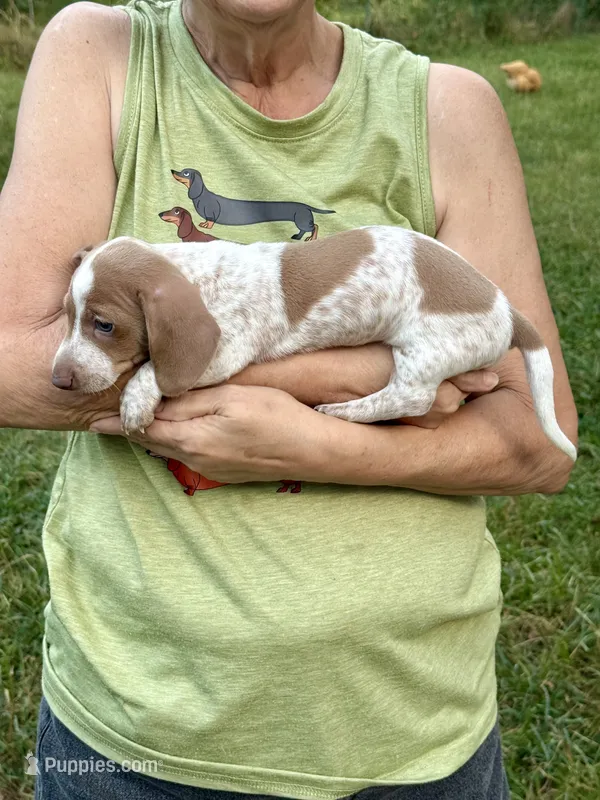 Boy CKC – Miniature Dachshund puppy for sale in Harrison, AR