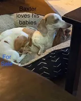 Boy (CKC), a male Miniature Dachshund for sale in Harrison, AR – Photo 3 of 6