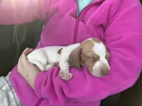 Boy (CKC), a male Miniature Dachshund for sale in Harrison, AR – Photo 1 of 6