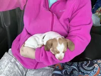 Boy (CKC), a male Miniature Dachshund for sale in Harrison, AR – Photo 4 of 6