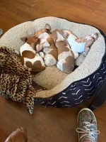 Boy (CKC), a male Miniature Dachshund for sale in Harrison, AR – Photo 6 of 6