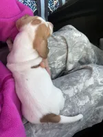 Boy (CKC), a male Miniature Dachshund for sale in Harrison, AR – Photo 2 of 6