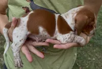 Boy (CKC), a male Miniature Dachshund for sale in Harrison, AR – 3 of 6