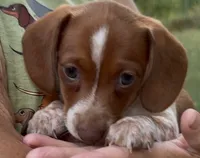 Boy (CKC), a male Miniature Dachshund for sale in Harrison, AR – 1 of 6